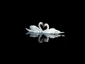 swan upon leda 8D audio