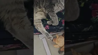 Meow Gatas Gata Meowslovers Catshorts Catsofyoutube Meowceline  Meow Gatas Gata Meowslovers Catshorts Catsofyoutube Meowceline