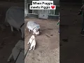 Pug meets Pig