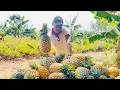 How He Started a 15000 Acres Pineapple Farm as a Lvl 200 Student of the University of Ghana