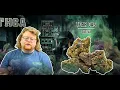 Tear Gas Strain Review Did It Make Us Cry