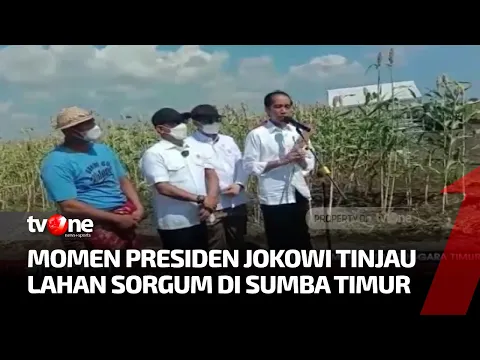 Jokowi Berkunjung ke Sumba Timur Tinjau Lahan Sorgum
