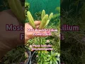 Download Lagu 💞🥰Beautiful flowers buds#Lilium flower#Winter flower#Youtube#Shorts video 🌿🌿🌺🌺🌸🌸🌼🌼💐💐🌿🌿