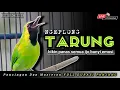 Download Lagu CUCAK IJO GACOR EMOSI TARUNG, pancingan dan masteran cucak ijo rajin bunyi