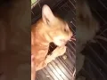 Download Lagu Kucing di Infus