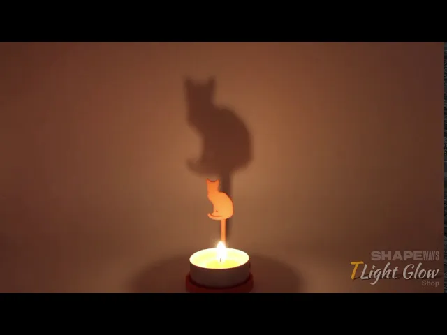 Animal Kitten video thumbnail
