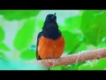 Download Lagu Suara Kicau Burung Vogelgesang Sariawan Schamadrossel Damadrossel