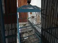 pleci birahi terus kawin