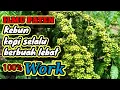 Download Lagu Rahasia agar kopi selalu berbuah lebat, cara pemangkasan kopi robusta