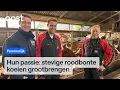 Deze boerenfamilie fokt de beste koeien van Nederland | RTV Oost