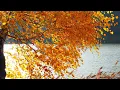 Download Lagu *** - Sergey Grischuk -  Beautiful Autumn  -  ***