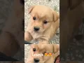 Download Lagu Suara anak anjing
