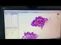 QuPath annotation