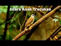 Download Lagu SUARA ANAK BURUNG TRUCUKAN UNTUK PANCINGAN INDUKAN AMPUH!!!