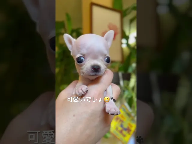 動画