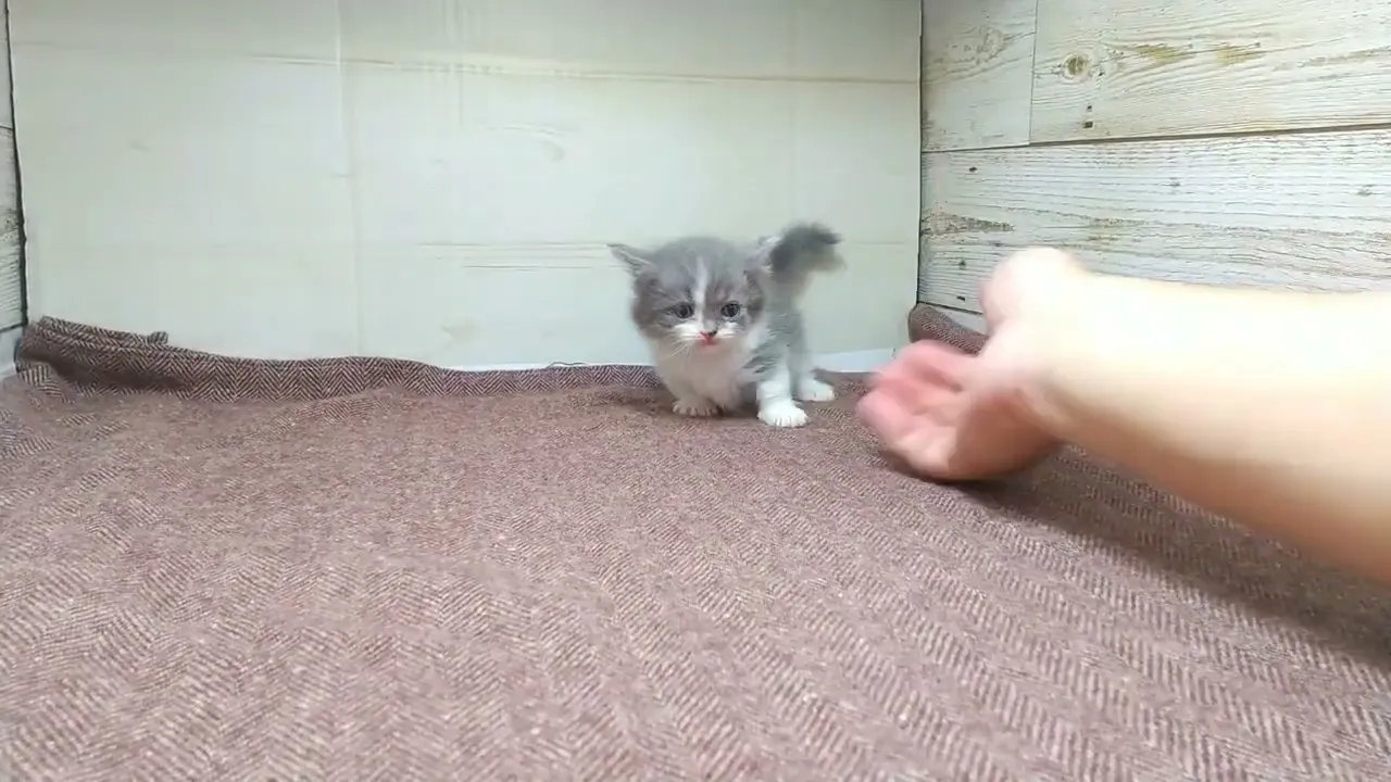 動画