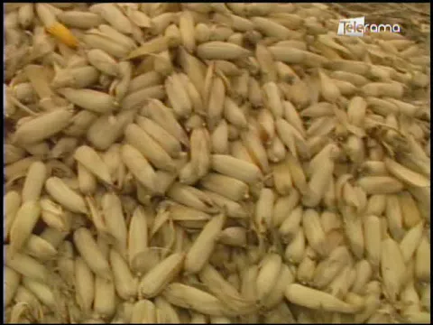 Ecuador Agropecuario 19-01-2018