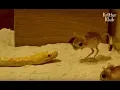 Download Lagu Kangaroo Rat Beats A Snake | Kritter Klub