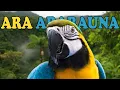 Download Lagu Cosa Ne Penso dell' ARA ARARAUNA