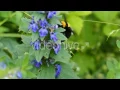 Forest Bee 1 - Stock Footage Hive 13066998