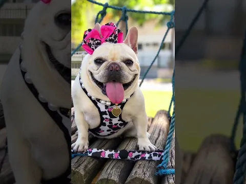 Recordações da Jolie baby # #dog #bulldog #jolie # #dancinhas #dogs #fofuracanina