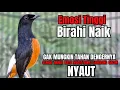 Lagu PANCINGAN murai Batu FIGHTER NEMBAK ISIAN GANAS !! Semua murai mental drop dengar ini AUTO NYAUT