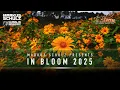 Download Lagu Markus Schulz - In Bloom 2025 | Best in Vocal Dance, Vocal Trance, Vocal Progressive House