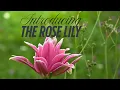 Why Rose Lilies Belong in Your Garden Planting Cutting Vase Tips