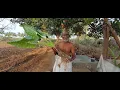 Taro plants benefits 🤔Don't try this 😱| kural tech family