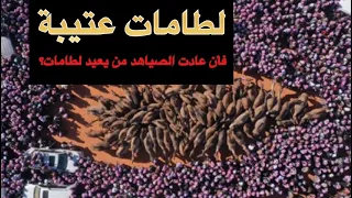 فأن عادت الصياهد من يعيد لنا لطامات شيلة مايباري لها الا الكبر والعنفوان وعزوة عتيبة الهيلا و 