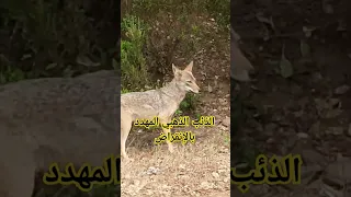 ظهور الذئب الذهبي المهدد بالانقراض في سيرايدي عنابة Travel Explore Waterfall Animal 