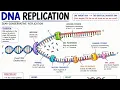 DNA Replication Diagram Easy Step by Step Drawing Biology