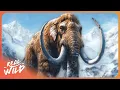 Download Lagu 3 Hours Of Extinct Animals Facts To Fall Asleep To