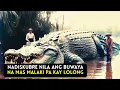 Download Lagu 15 Pinakamalaking Buwaya sa Buong Mundo | Buwaya na Tila Mas Malaki pa Kay LOLONG