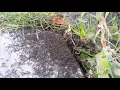 Ant Problems Control with Dish Soap