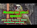 Download Lagu Masteran pleci spesial G12/G16 Terbaru 2023, Tembakan panjang