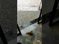Download Lagu Smart Bird Doesn't Want to Get Caught in Hail Storm #shorts