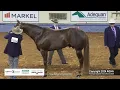 3-Year-Old Stallions - 2024 AQHA World Championship Show