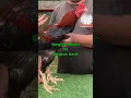 Download Lagu perbedaan ayam bangkok selatan dengan ayam bangkok klasik #sorts #ayambangkokklasik #chicken