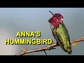 Download Lagu Anna's kolibrie: een van de meest populaire kolibriesoorten