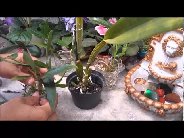 ORQUÍDEAS NA ÀGUA
