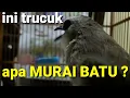 Download Lagu suara burung trucukan isian murai batu ini ahlinya masteran trucuk isian murai batu dan cucak ijo