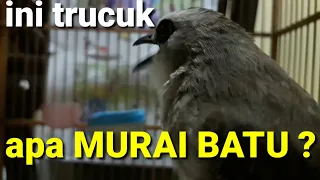 suara burung trucukan isian murai batu ini ahlinya masteran trucuk isian murai batu dan cucak ijo