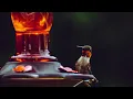 Download Lagu Suara Kolibri Tenggorokan Merah yang Menenangkan untuk Menarik Kolibri | Panggilan Burung Alami