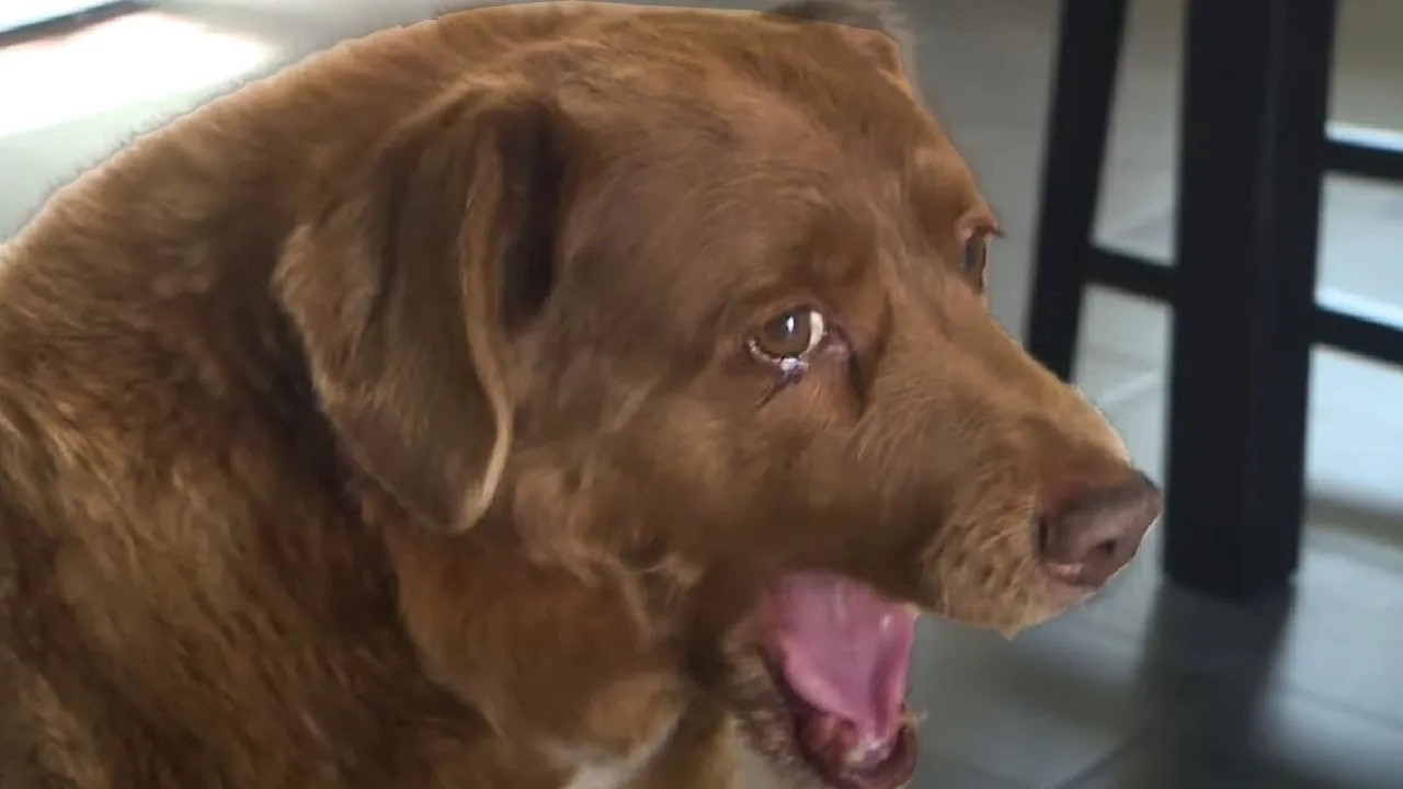 Bobi, The World’s Oldest Dog Is 30. His Life Journey Will Move You to Tears