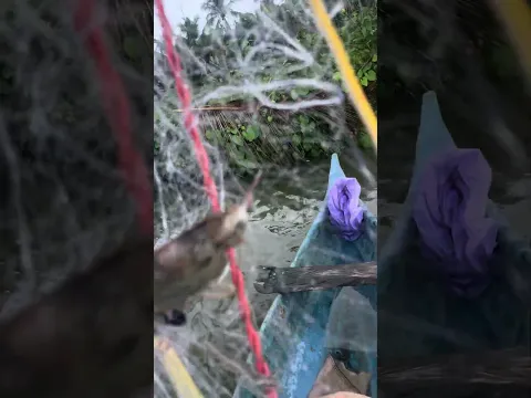 ഇവനാണ് എന്റെ ചെമ്മീൻ കട്ടോണ്ട് പോണത്. ../ Eel fish is stealing my shrimp.