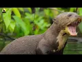 WILD AMAZON | Where Predators Become Prey in the Treetops | Wild Animals