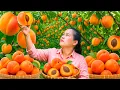 Download Lagu Panen Buah Aprikot Segar dari Kebun – Dibuat Jadi Rujak Buah Asam Manis Favorit Anak-Anak