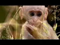 Baby Macaque Social Skills Tested by Violent Elder Growing Up Wild BBC Earth