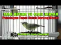 Download Lagu CIAK BETINA VS CIAK JANTAN||TEPAT UNTUK MANCING KECIAL MACET||100% JITU BANGET